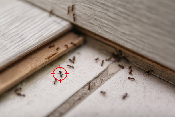 Best Bed Bug Extermination  in Prosper, TX