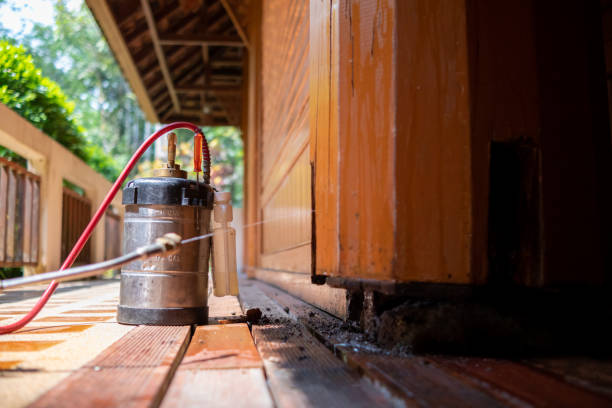 Best Termite Control Services  in Prosper, TX