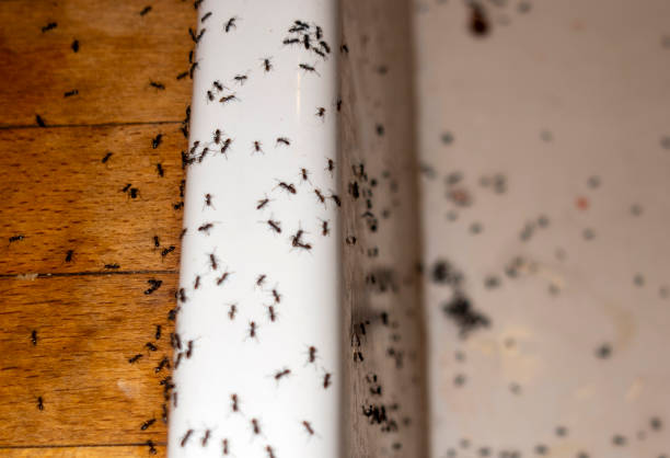 Best Pest Prevention Services  in Prosper, TX