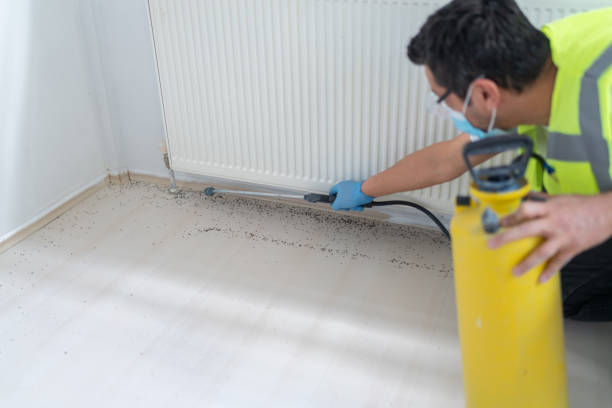 Best Insect Control  in Prosper, TX
